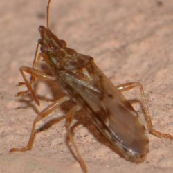 Belonochilus numenius